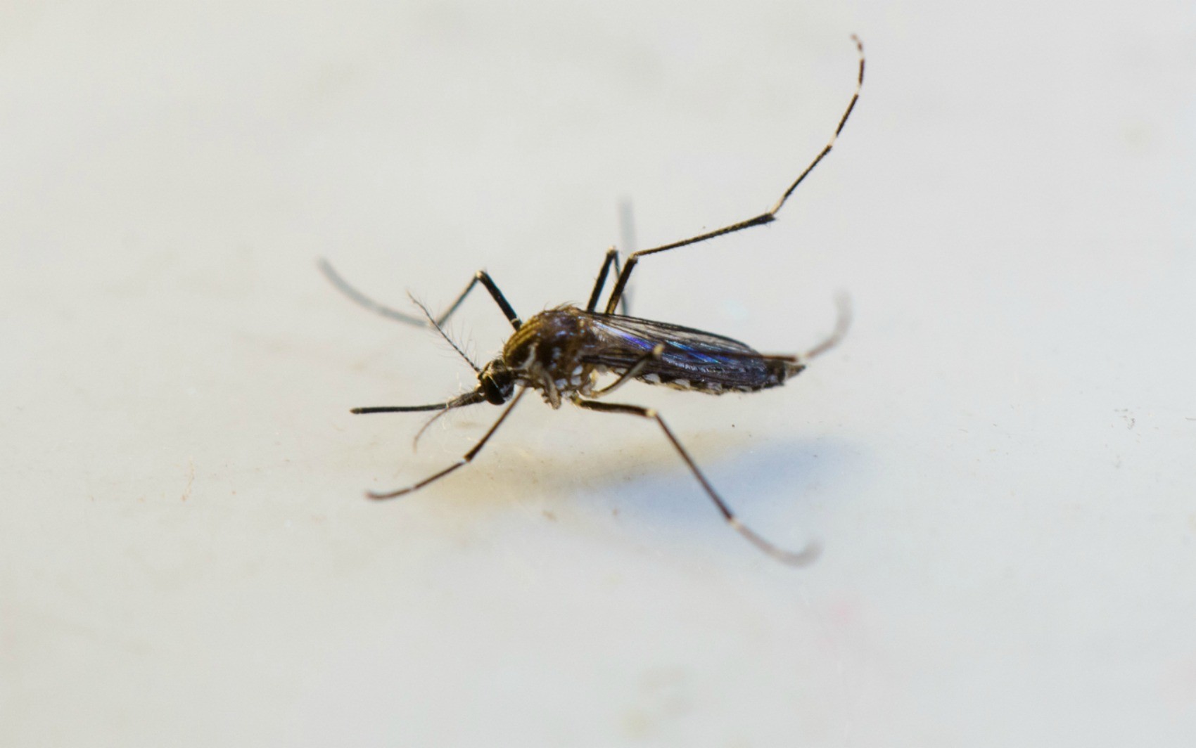 foto Not&iacute;cia Tangará da Serra